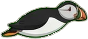 Zeichnung: Atlantic puffin
