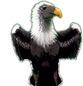 Zeichnung: Bearded Vulture
