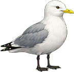 Zeichnung: Black-legged kittiwake