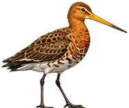 Zeichnung: Black-tailed godwit