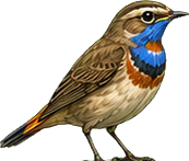 Zeichnung: Bluethroat