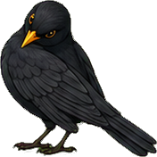 Zeichnung: Common blackbird