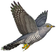 Zeichnung: Common cuckoo