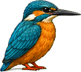 Zeichnung: Common kingfisher