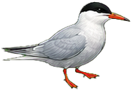 Zeichnung: Common tern