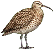 Zeichnung: Eurasian curlew