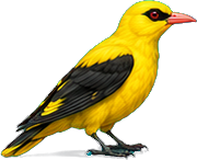 Zeichnung: Eurasian golden oriole