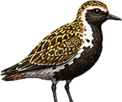 Zeichnung: Eurasian golden plover
