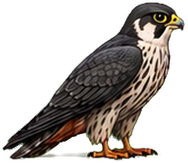Zeichnung: Eurasian Hobby