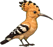 Zeichnung: Eurasian Hoopoe