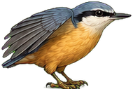 Zeichnung: Eurasian nuthatch