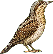 Zeichnung: Eurasian wryneck