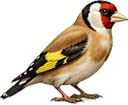 Zeichnung: European goldfinch