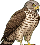 Zeichnung: European Honey Buzzard