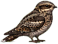 Zeichnung: European nightjar