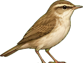 Zeichnung: Great reed warbler