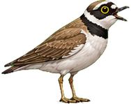 Zeichnung: Little ringed plover