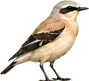 Zeichnung: Northern Wheatear