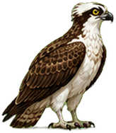 Zeichnung: Osprey