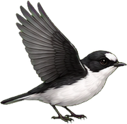Zeichnung: Pied flycatcher