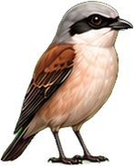 Zeichnung: Red-backed Shrike