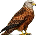 Zeichnung: Red kite