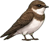 Zeichnung: Sand martin