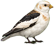 Zeichnung: Snow bunting
