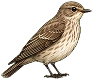 Zeichnung: Spotted Flycatcher
