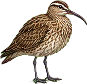 Zeichnung: Whimbrel