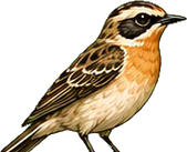 Zeichnung: Whinchat
