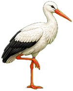 Zeichnung: White stork