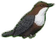 Zeichnung: White-throated dipper